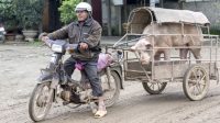 QUANG BINH, VIETNAM - MARCH 15, 2012: Merchant on motorcycle brings his boar to the sow to procreate. Motorcycle as animal transport vehicle.